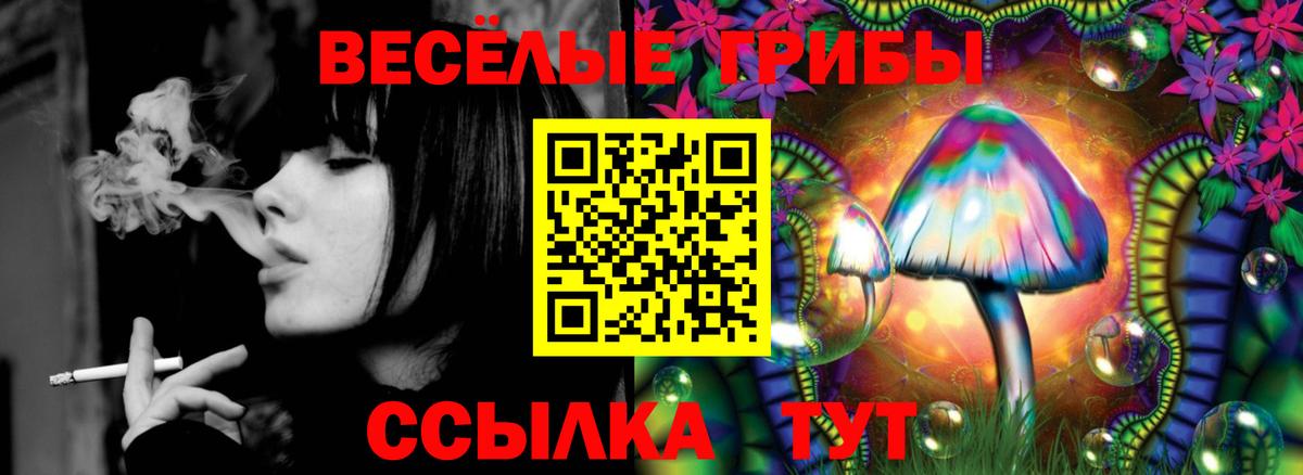Галлюциногенные грибы Psilocybe Гулькевичи